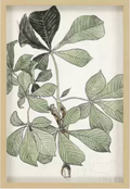 Bloom Ritning