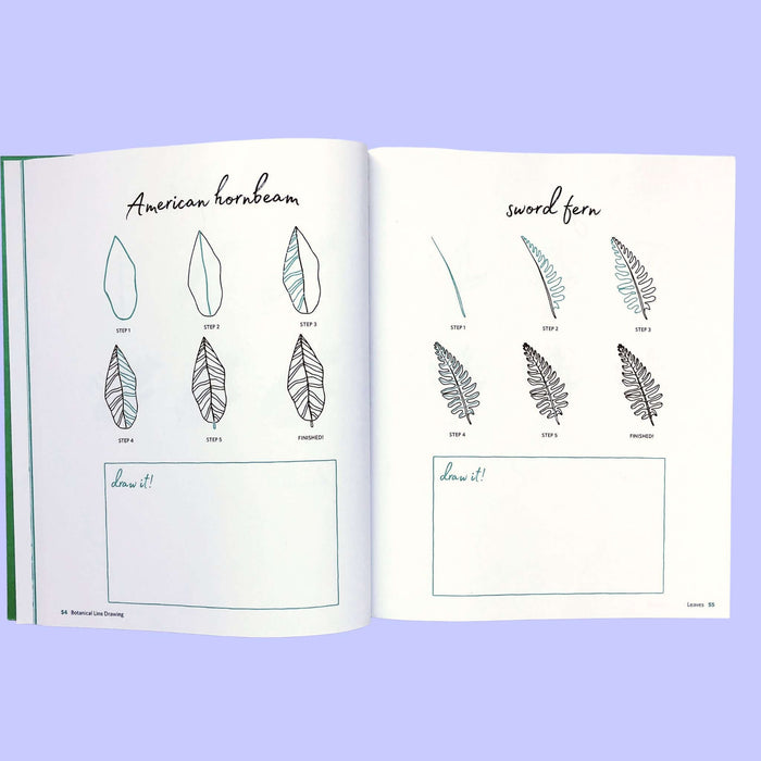 Botanical Line Drawing by Peggy Dean | The Pigeon Letters