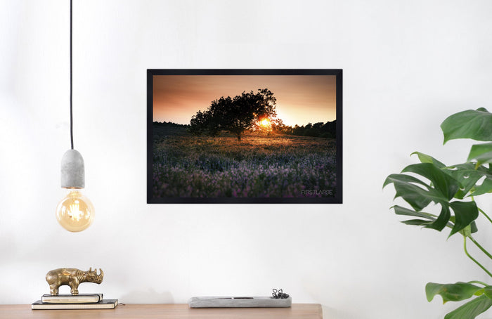 Lonely Tree in Field of Heathers- Fine Art Wall Art