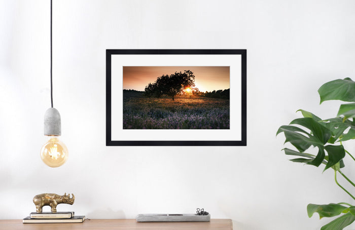Lonely Tree in Field of Heathers- Fine Art Wall Art