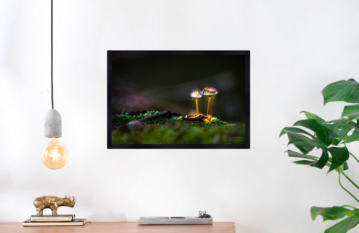 Mushroom "Couple"- Fine Art Wall Art