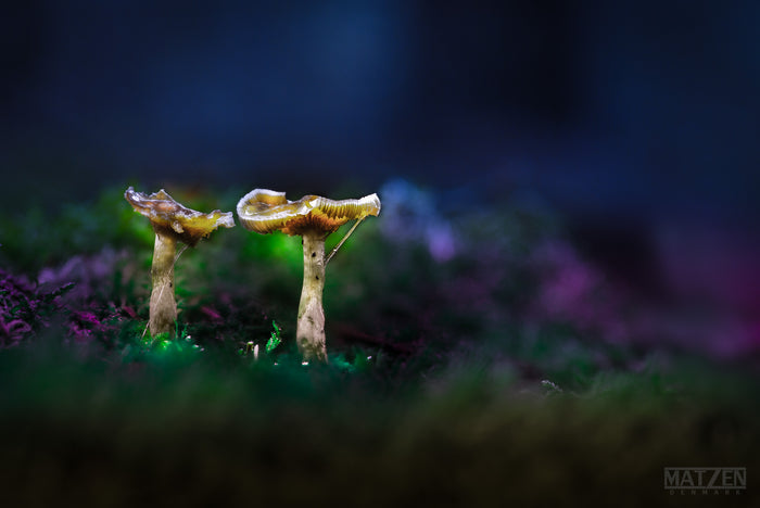 Mushroom "Lifecycle"- Fine Art Wall Art