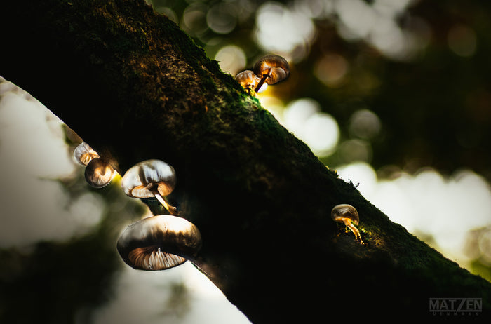 Mushroom "Little Lamps"- Fine Art Wall Art