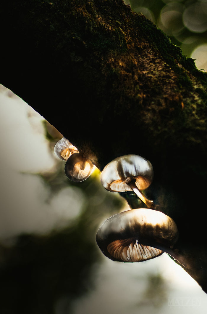 Mushroom "Little Lamps"- Fine Art Wall Art