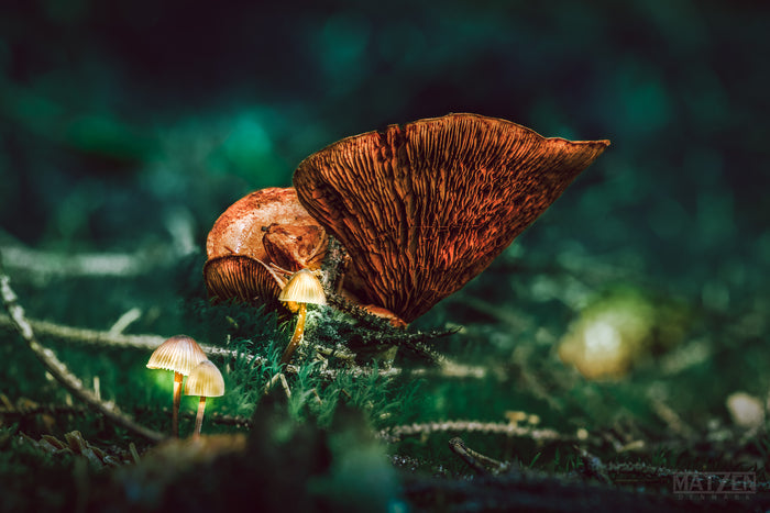 Mushroom "Lucian"- Fine Art Wall Art