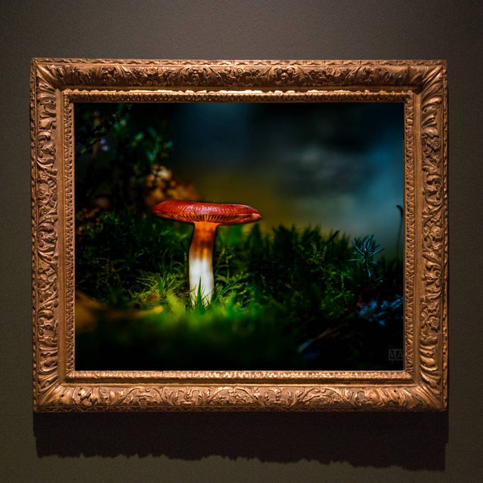 Mushroom "Rose"- Fine Art Wall Art
