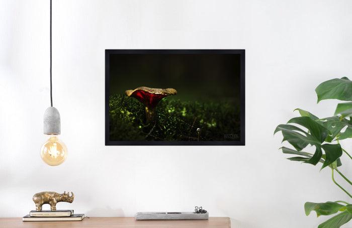 Mushroom "Silas"- Fine Art Wall Art