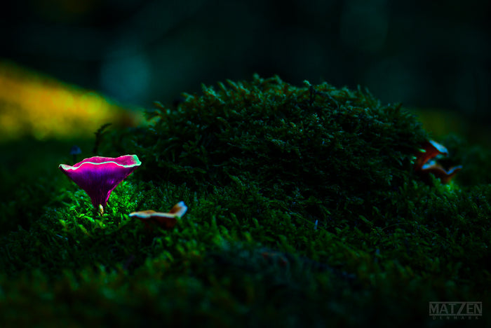Mushroom "Stoney" - Fine Art Wall Art