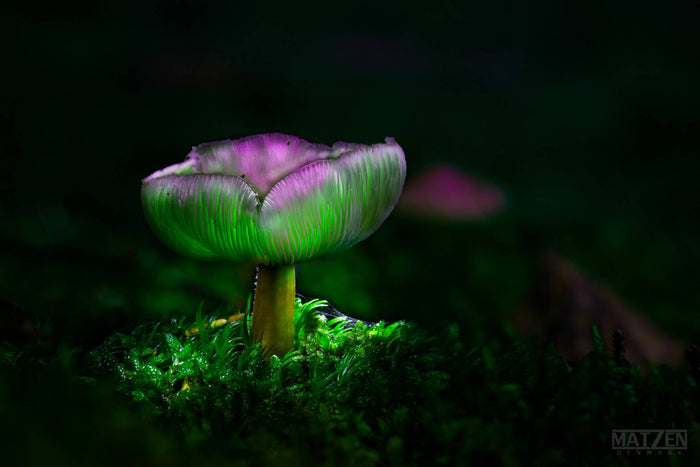 Mushroom "Symphonie"- Fine Art Wall Art