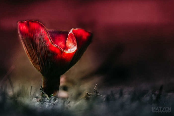 Mushroom "Vecna" - Fine Art Wall Art